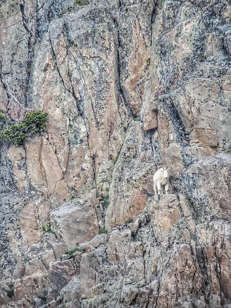 Mountain goat